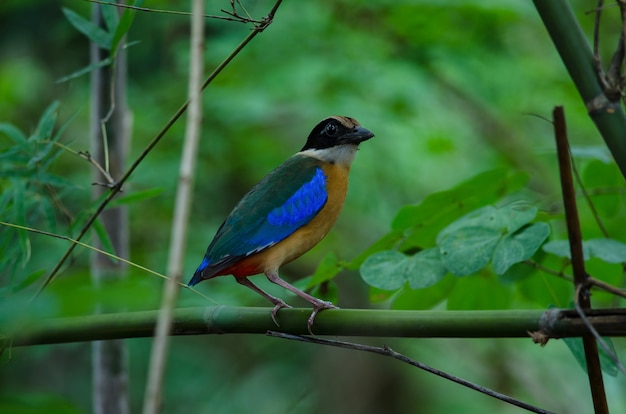 Blaugeflügelter Pitta (Pitta moluccensis) in der Natur von Thailand