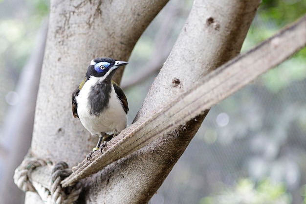 Blaugesichtiger Honigfresser Entomyzon Cyanotis, auch bekannt als Bananenvogel, thront auf einem Ast