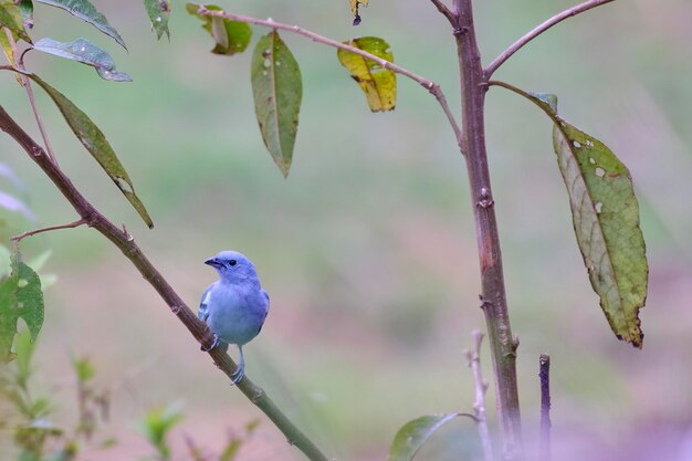 Blaugrauer Tanager Thraupis episcopus