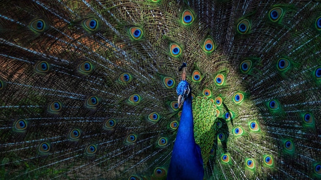 Blaugrüner Pfau im Park