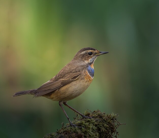 Blaukehlchen Luscinia svecica auf trockenem Ast