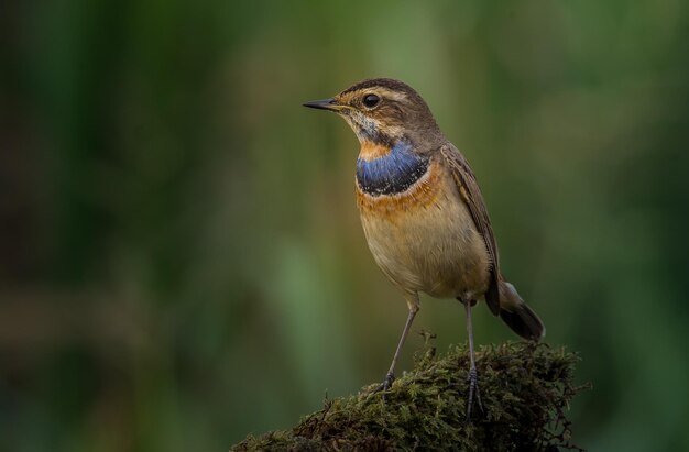 Blaukehlchen Luscinia svecica auf trockenem Ast