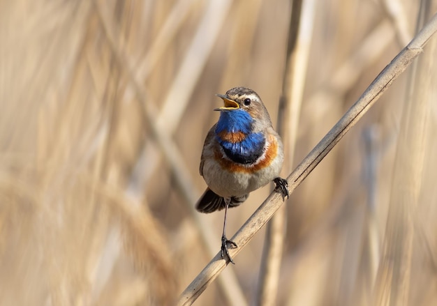 Blaukehlchen Luscinia svecica Das Männchen singt, während es auf einem Rohrhalm sitzt