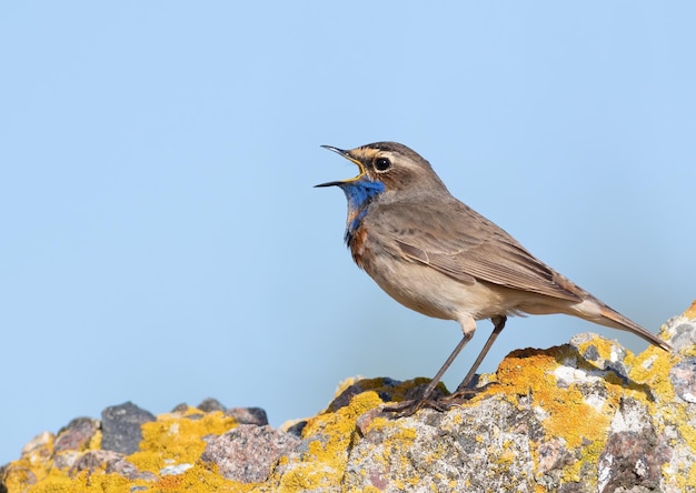 Blaukehlchen Luscinia svecica Das Männchen singt, während es auf einem schönen Felsen sitzt