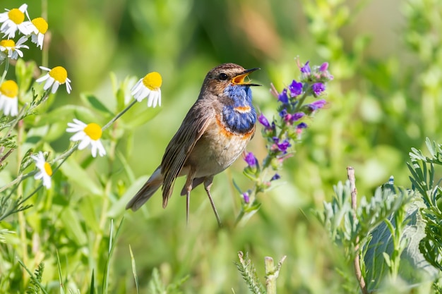 Blaukehlchen Luscinia svecica Das Männchen sitzt singend auf dem Boden inmitten von Graswildblumen und anderen Pflanzen