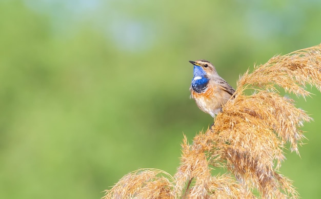 Blaukehlchen Luscinia svecica Der männliche Vogel sitzt oben auf dem Schilf auf einem schönen grünen Hintergrund