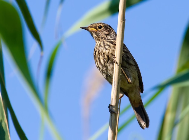 Blaukehlchen Luscinia svecica Jungvogel sitzt auf einem Rohrhalm