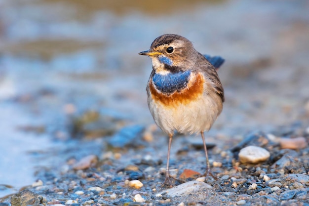 Blaukehlchen Luscinia Svecica Malaga Spanien