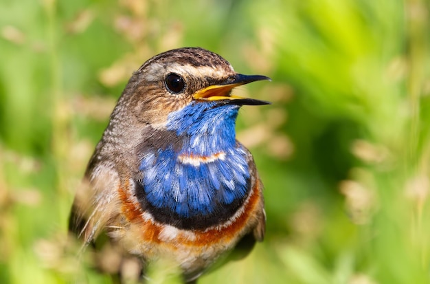 Foto blaukehlchen luscinia svecica nahaufnahme eines vogels, den das männchen auf einem schönen grünen hintergrund singt