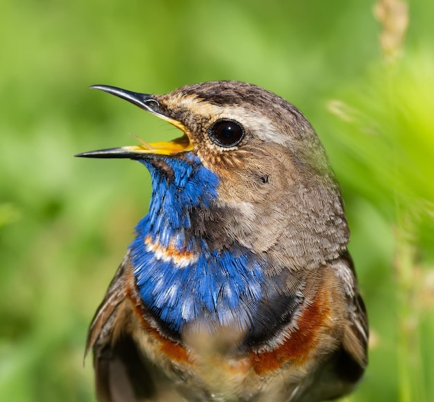 Blaukehlchen Luscinia svecica Nahaufnahme eines Vogels, den das Männchen auf einem schönen grünen Hintergrund singt