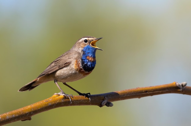 Blaukehlchen Luscinia svecica Nahaufnahme eines Vogels, den das Männchen auf einem schönen Hintergrund singt