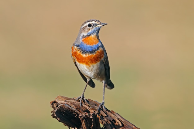 Blaukehlchen Luscinia svecica Schöne männliche Vögel von Thailand