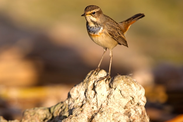 Blaukehlchen mit Winterkleid, Vögeln, Singvögeln, Luscinea svecica