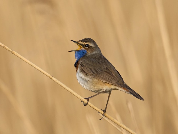 Blaukehlchen svecica cyanecula