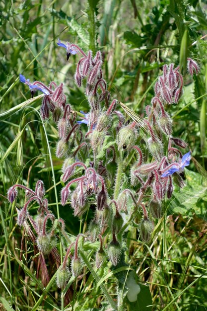 Blaukraut (Echium vulgare) wächst wild in der Toskana