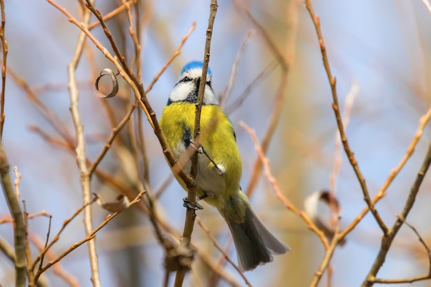 Blaumeise auf Zweig, eurasische Blaumeise (Cyanistes caeruleus)