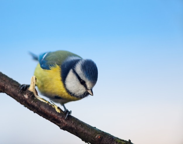 Blaumeise Cyanistes caeruleus auf dem Ast