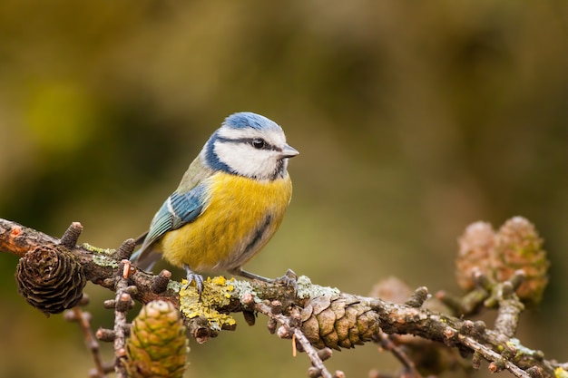 Blaumeise cyanistes caeruleus im Herbst