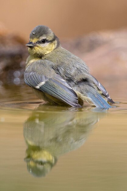 Blaumeise Cyanistes caeruleus Malaga Spanien