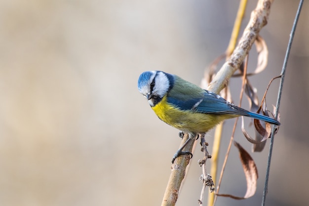 Blaumeise, Cyanistes caeruleus, sitzt auf einem Baumstumpf. Mit Kopierplatz