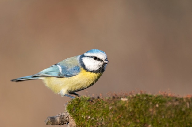 Blaumeise, Cyanistes caeruleus, sitzt auf einem Baumstumpf mit Moos