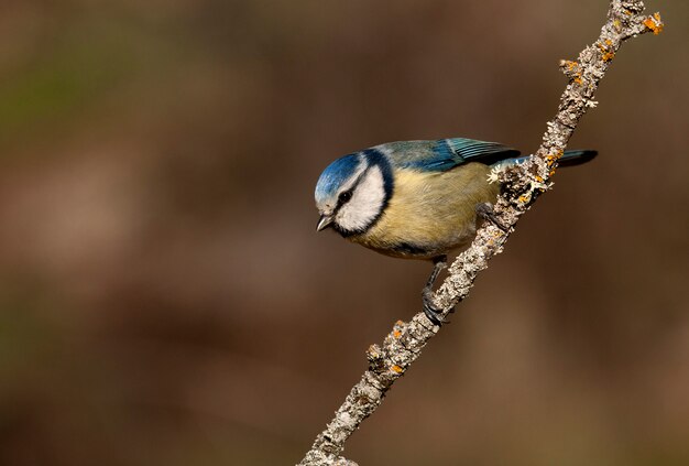 Blaumeise, Meise, Vögel, Tier, Cyanistes caeruleus