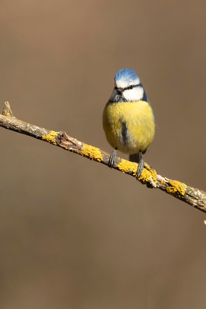 Blaumeise mit dem ersten Licht des Morgens in einem Eichenwald an einem kalten und bewölkten Wintermorgen