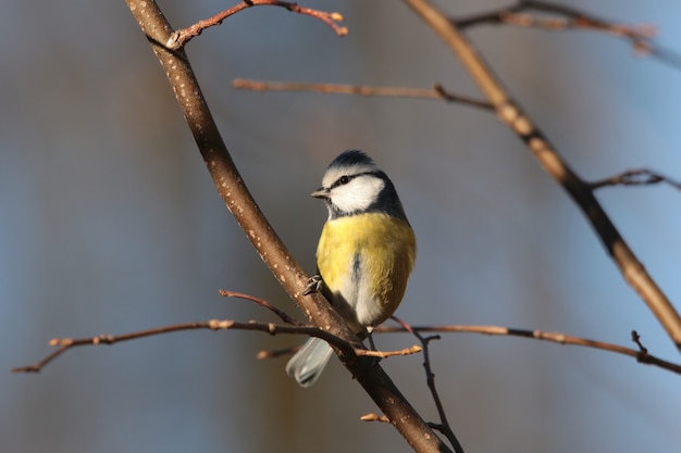 Blaumeise - Parus caeruleus an einem Zweig am Morgen