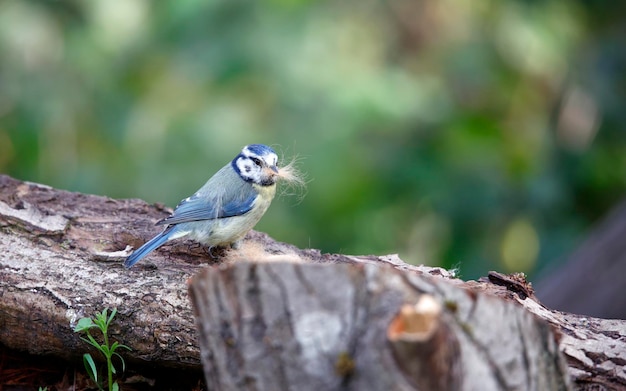 Blaumeise sammelt weggeworfenes Fell, um sein Nest auszukleiden