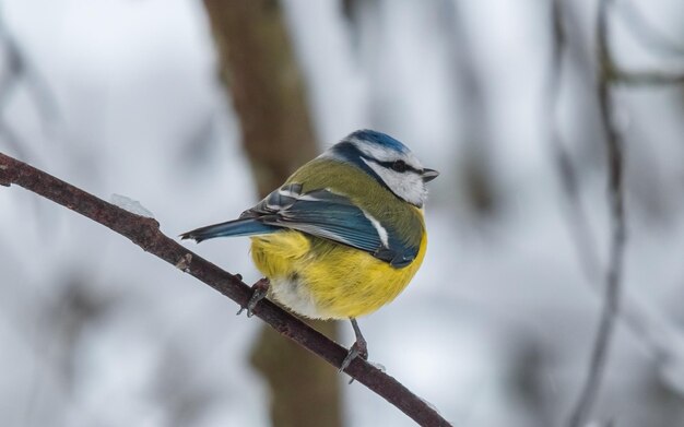 Blaumeise sitzt auf einem Ast im Schnee