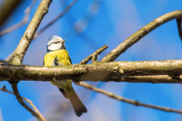 Blaumeise, süßer kleiner Vogel