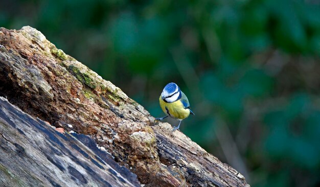 Blaumeise thront auf einem alten Baumstamm