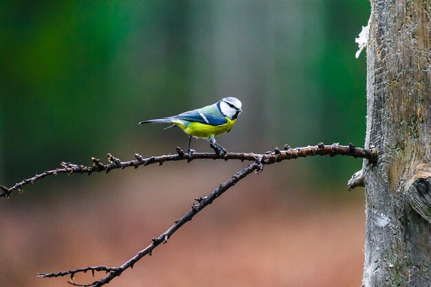 Blaumeise Vogel sitzt auf einem Stumpf