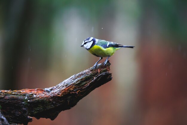 Blaumeise-Vogelnahaufnahme