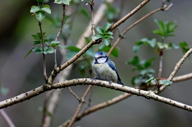 Blaumeisen im Wald nisten