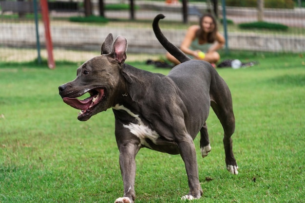 Blaunasen-Pitbull-Hund, der im Park spielt und sich amüsiert Grasiger Boden Agility-Rampenball Selektiver Fokus Hundepark