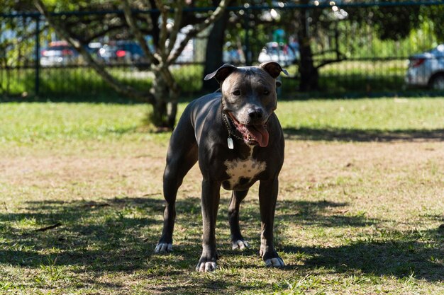 Blaunasen-Pitbull-Hund, der im Park spielt und Spaß hat Selektiver Fokus Sonniger Sommertag