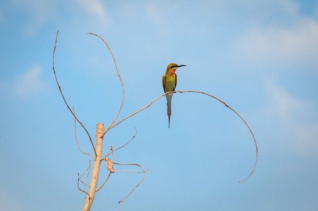 Blauschwanz-Bienenfresser, Vogel