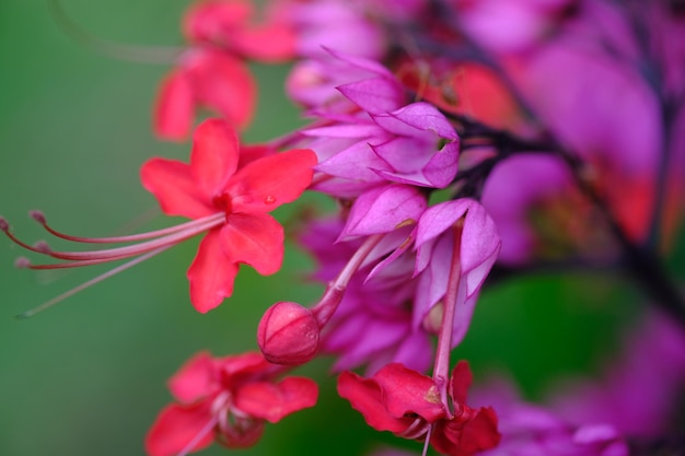 Bleeding heart vine Clerodendrum thomsoniae é uma espécie de planta florida do gênero Clerodendrum