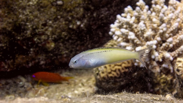 Blenny azul-amarillo, Ecsenius gravieri en el Mar Rojo, Eilat, Israel