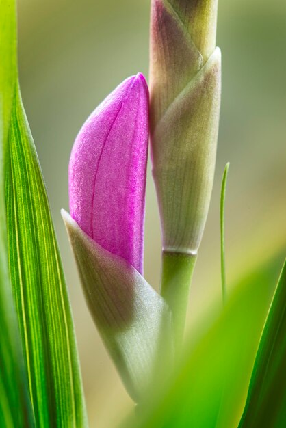 Bletilla striata china orquídea rosa capullos