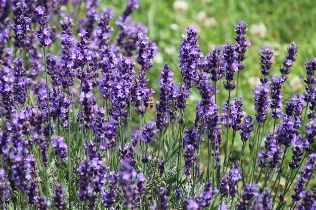 Foto bleu-lavendel blüht garten