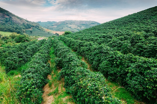 Blick auf Arabica-Kaffeepflanzen in Minas Gerais, Brasilien