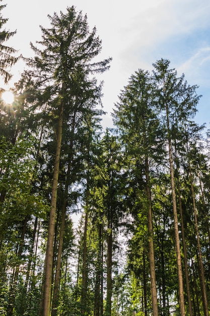 Blick auf Bäume aus dem Wald