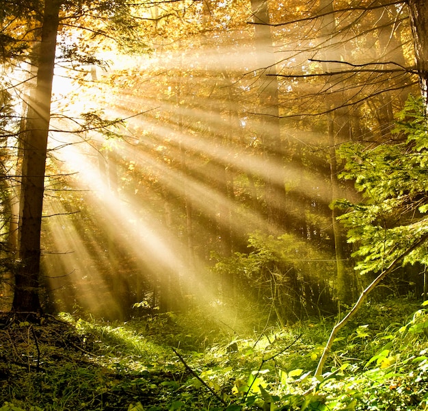 Foto blick auf bäume im wald