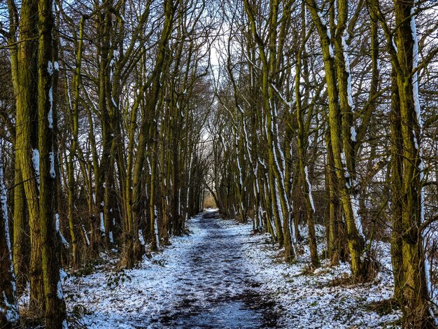 Foto blick auf bäume im wald