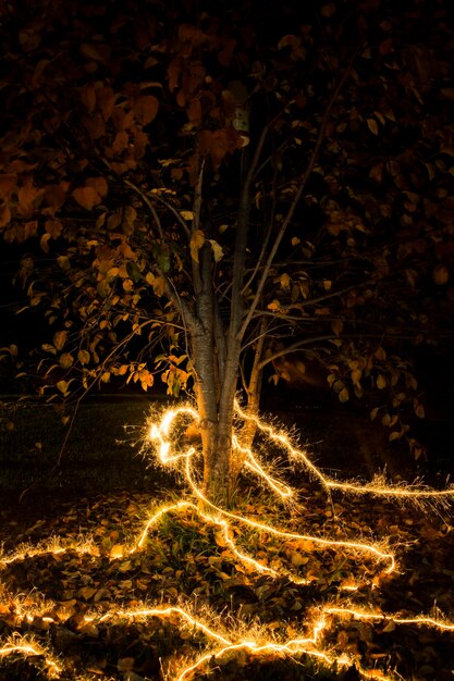 Foto blick auf bäume in der nacht