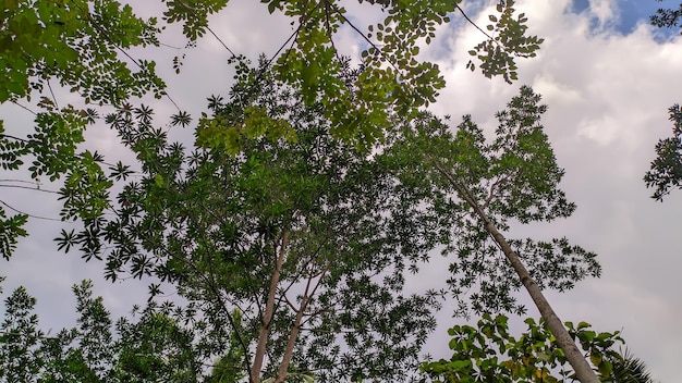 Blick auf Bäume in Indonesien