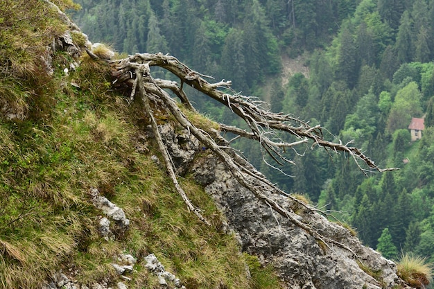 Foto blick auf baumstämme im wald