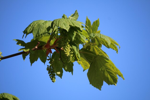 Blick auf Blätter vor klarem blauem Himmel aus niedrigem Winkel